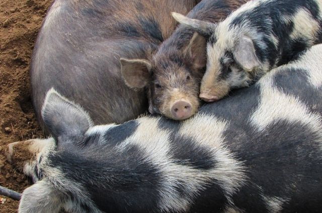Опасный вирус для свиней пришёл в треть районов Омской области. 