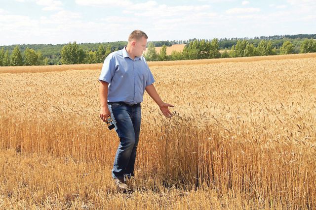 Белгородские селекционеры вывели сорта пшеницы, устойчивые к холодам и засухам.