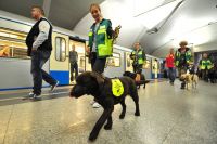 Обучение собак-проводников для сопровождения маломобильных пассажиров в московском метро.