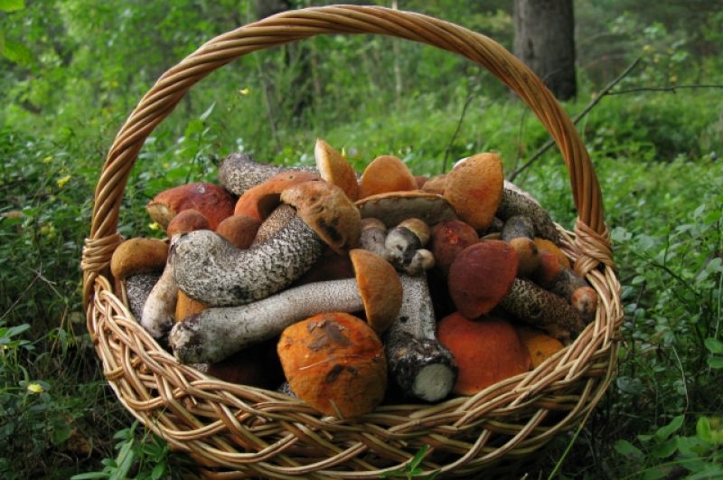 В сентябре лукошко быстро наполняется грибами.