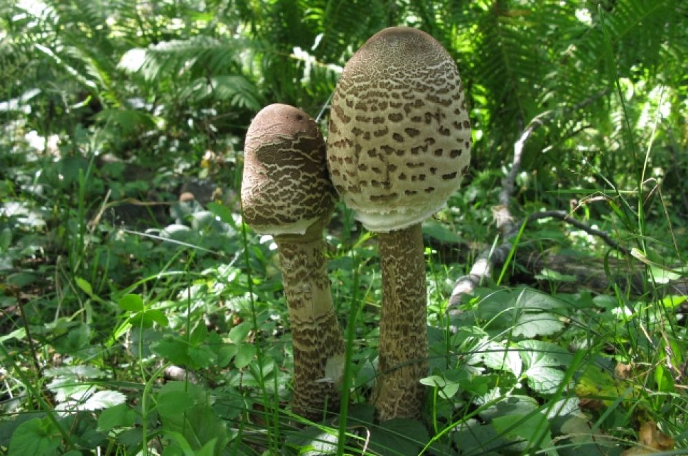 Высота гриба-зонтика порой достигает 40 сантиметров.