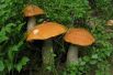 Желто-бурый подосиновик - наиболее известная разновидность этого гриба.