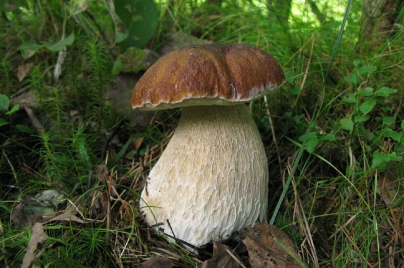 Белый гриб - самый желанный у грибников.