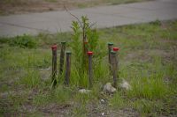 Более 70 человек высадят деревья в Иркутске.
