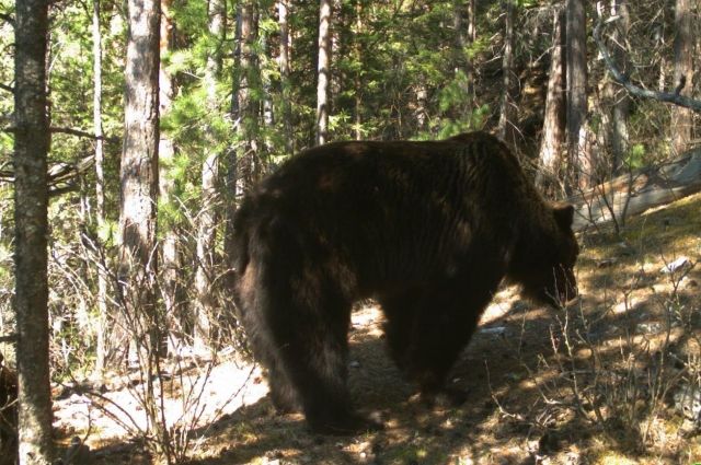 Медведи часто заходят «в гости» на пригородные дачи. 
