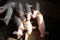 Уничтожать всех свиней в Омской области пока не планируют. 