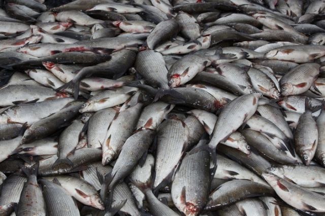 На Ямале добыто семь тысяч тонн рыбы