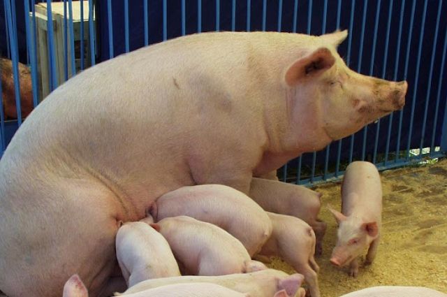 Поголовье свиней сократили на 40 тыс. голов.
