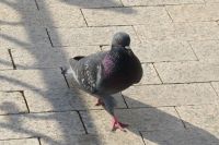 Тюменцы вышли «на пикет» в защиту голубей