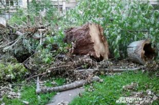 Парк вырубают под корень.