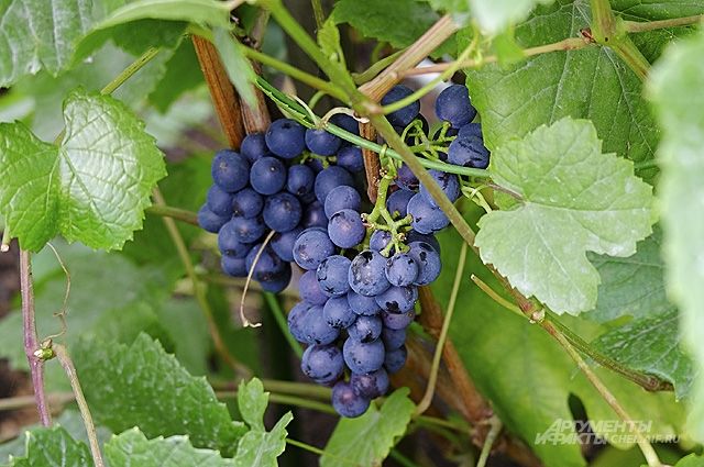 Изюм можно сделать из винограда, который растет у вас в саду.