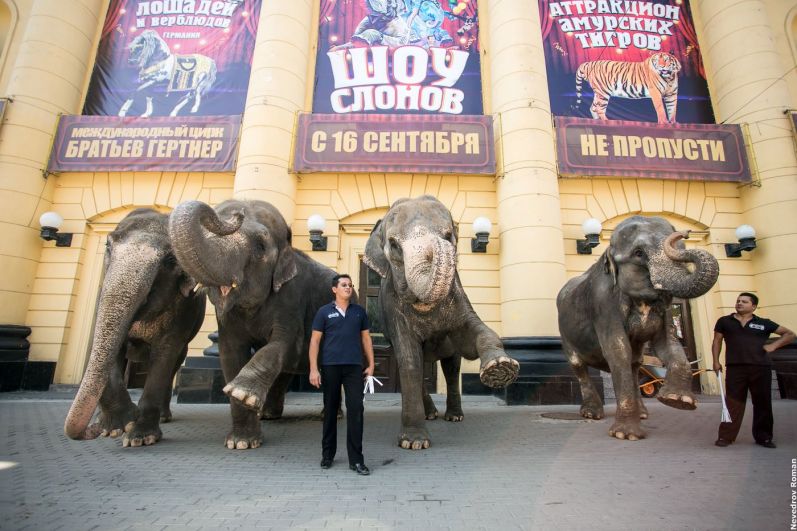 Прогулкой слонов цирковые работники поздравили ростовчан с 268-летием города.