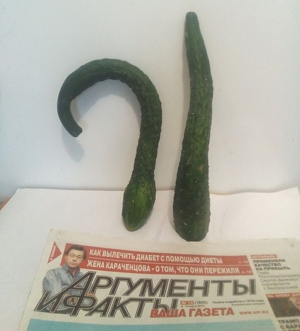 Участник №3. М. Любухина, Шелехов. «Огуречный вопрос: «Какая газета «Аргументы и Факты»? Огуречный ответ: «Аргументы и Факты» - отличная газета!»