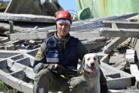 Собак-спасателей тренируют для поиска пострадавших под завалами.