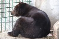 Ямальский медведь оказался не виноват