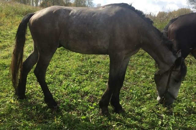 В Кемеровской области фермерам вернули двух похищенных лошадей.