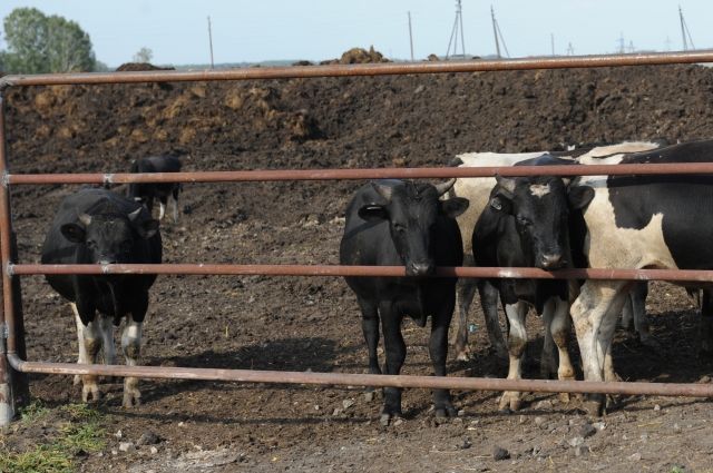 В Ижемском районе нарушали процедуру выбора и отвода земельного участка для строительства скотомогильника.