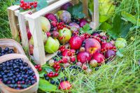 Новинки для сада. Какие плодовые и ягодные можно вырастить в Нечерноземье?