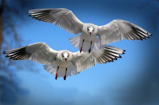 Влияют ли факелы СИБУР на миграцию птиц, выяснили в Тобольске