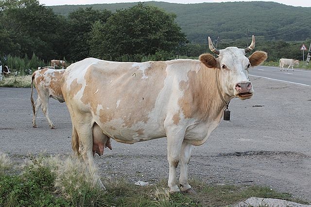 Пострадали ли корова в аварии, точно не известно. 