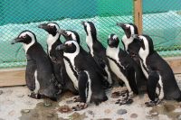 Два месяца назад у пары очковых пингвинов Лёни и Мафы появился птенец. 
