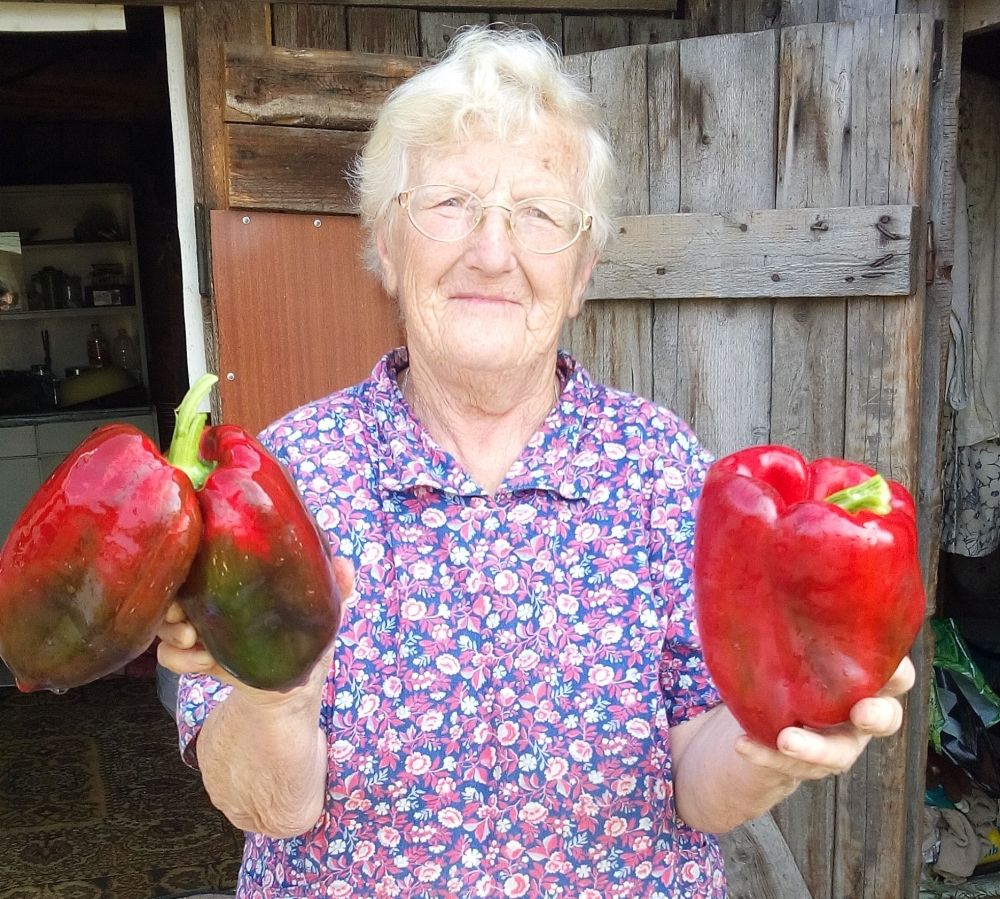 Участница № 3. Пономарева Евгения Васильевна из села Троельга: «Вот перцы, так перцы! Каждый по 1 килограмму! Сорт «Калифорнийское чудо».