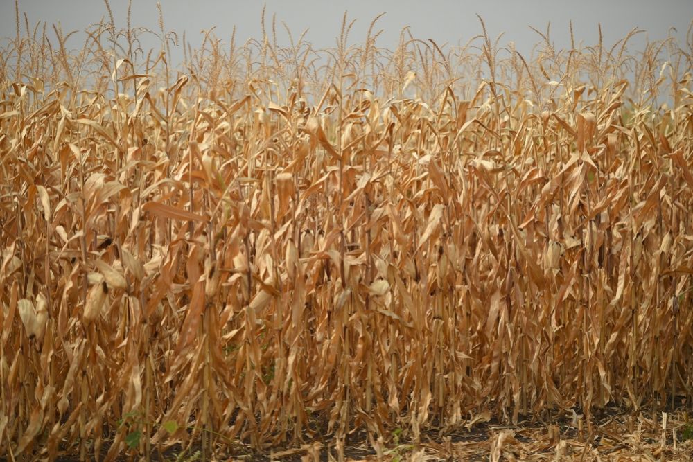 Премьер РФ ознакомился с ходом уборки кукурузы на пашне сельскохозяйственной артели «Радуга».