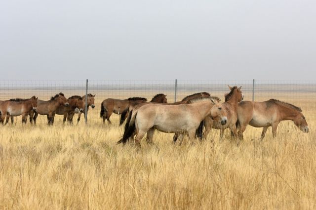 В Оренбуржье в степь выпустили новую группу лошадей Пржевальского