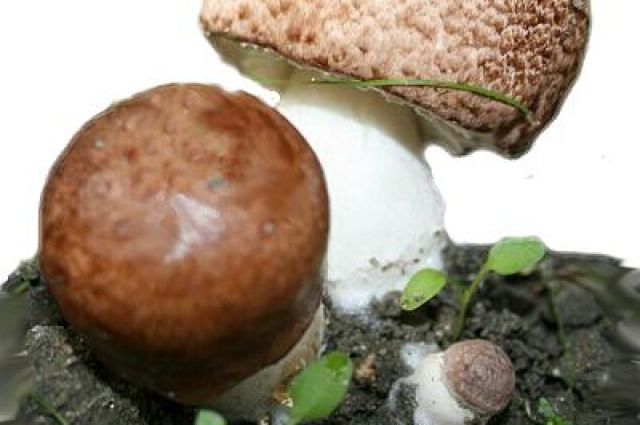 Агарик бразильский – гриб, распространенный на территории Бразилии, США и Перу, известен как солнечный гриб.