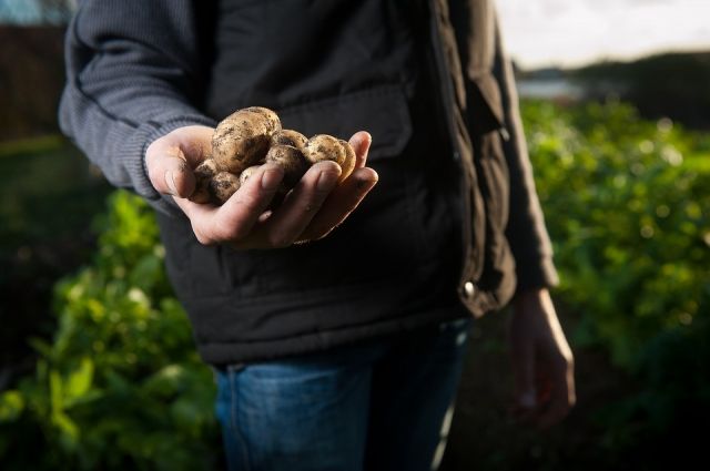 В Тюменской области урожайность картофеля достигла более 50 тонн с гектара