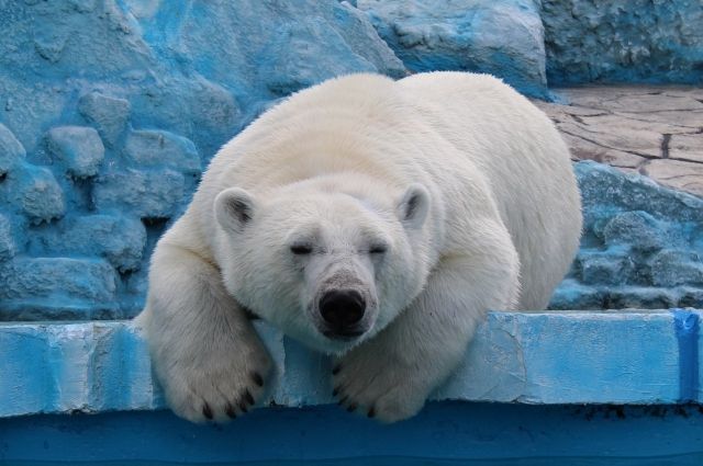 Гордость красноярского зоопарка - белые, или как их ещё называют - полярные медведи.