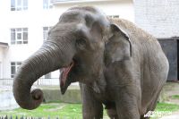 Зоопарк Калининграда начал продавать слоновий навоз.