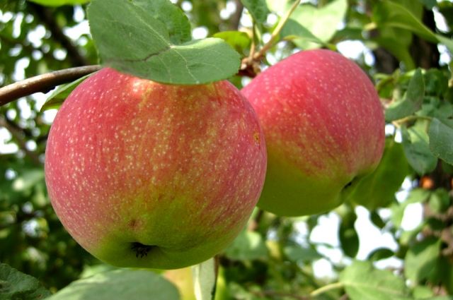 Всего на земле 27 видов диких яблонь
