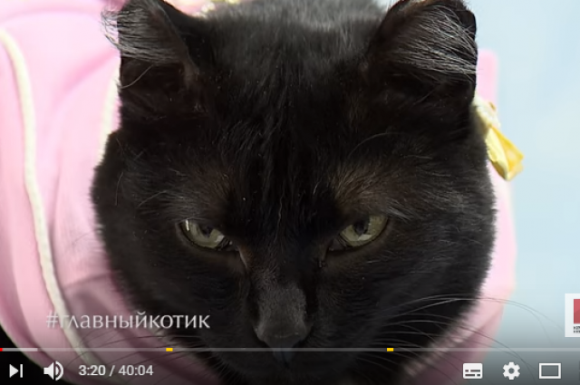Скриншот видео программы «Главный котик страны»