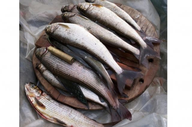 Рыбак успел выловить 15 экземпляров рыбы хариус. 