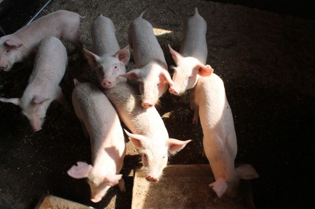 Специалисты умерщвляют и сжигают свиней, чтобы инфекция не распространилась. 