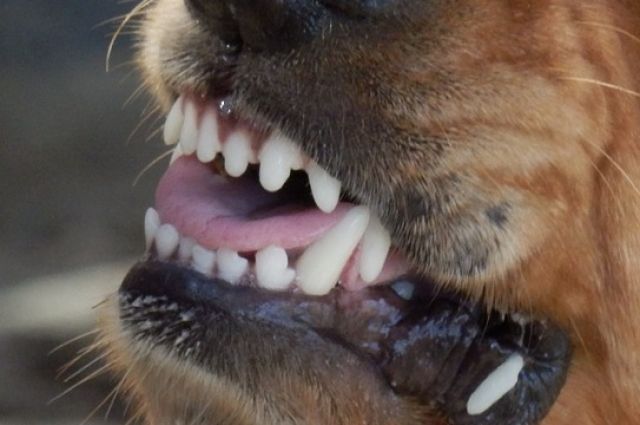 В Тюмени за собаководами-нарушителями  предлагают следить с помощью камер