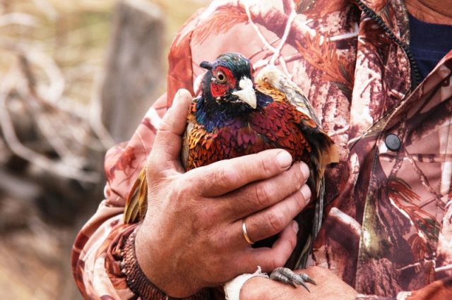 «Эти фазаны стали нам, как родные», - говорят о своих питомцах сотрудники биостанции.