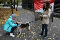 Хозяев домашних собак призывают быть осторожными в городских парках. 