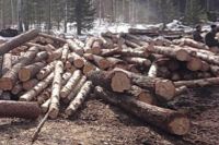 28 незаконных рубок леса выявили в Иркутской области.