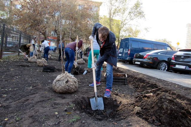 210 кустарников барбариса высадили тюменцы на пустыре по улице Немцова
