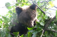 Под Тобольском застрелили медведицу