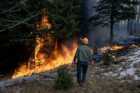 Из-за изменения климата леса усыхают и чаще горят.