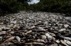 16 октября. Мертвая рыба в реке Конфусо в Парагвае. 