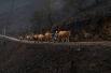 17 октября. Фермер идёт со своим скотом по горной дороге после лесных пожаров, Галисия, северная Испания.