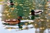 На территории парка можно найти пруд, в котором плавают забавные утки.