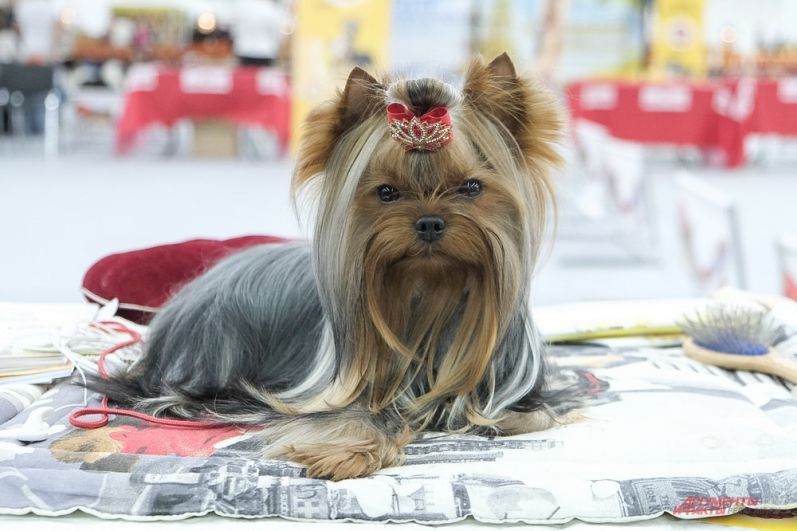 Завить чёлку или сделать модную стрижку можно в парикмахерской для собак. 