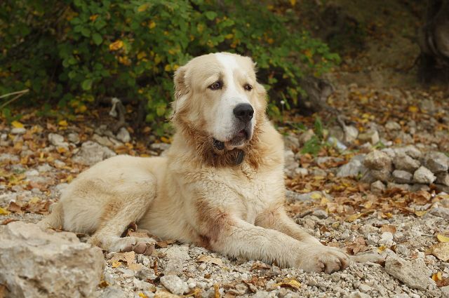 В Тобольске неизвестные выстрелили пять раз в собаку и бросили ее в реку