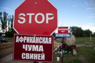 Африканская чума свиней в Украине