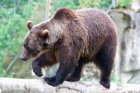 5 тысяч особей - оптимальное число медведей в Приангарье. 
